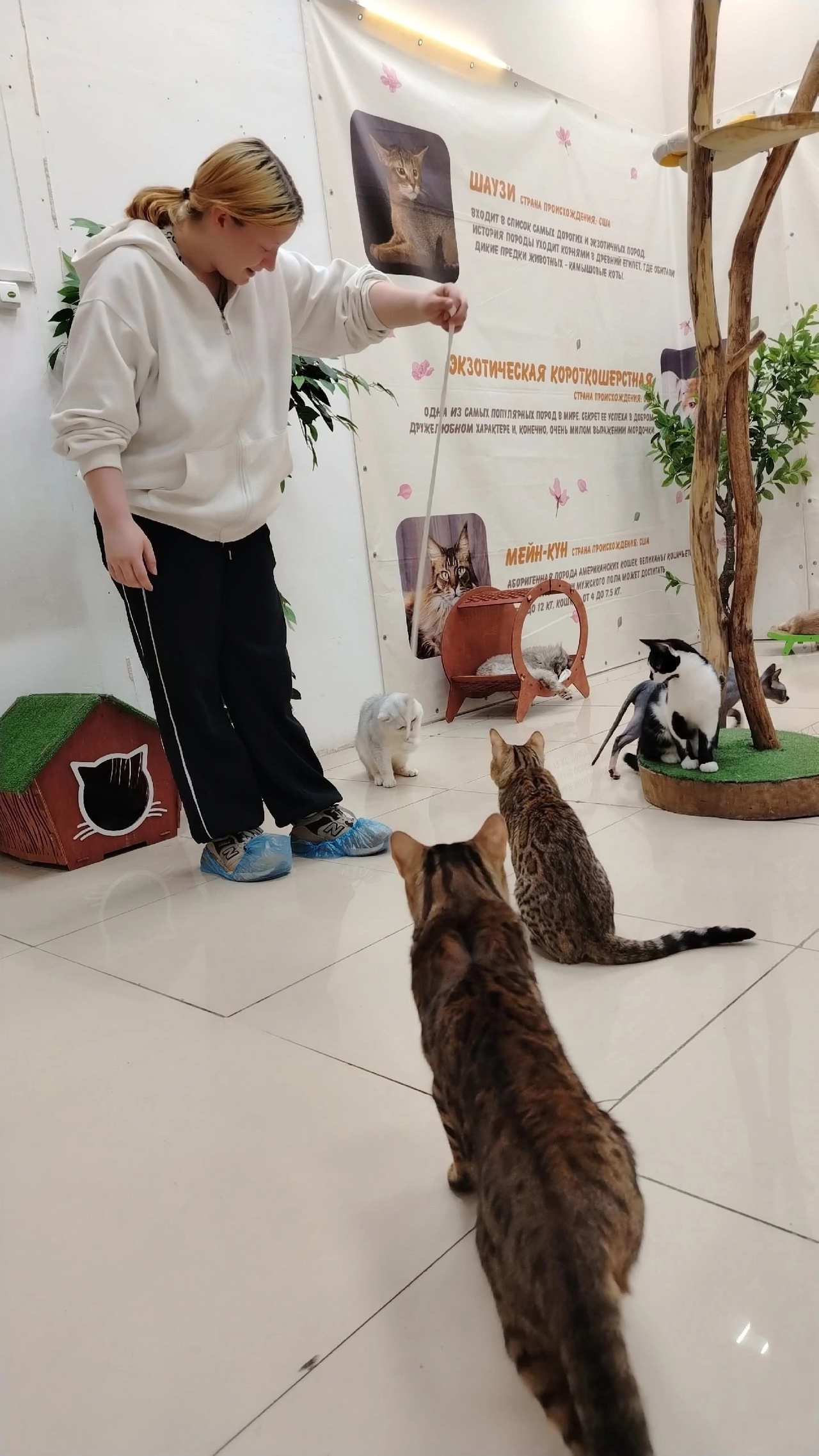 ПУШИСТЫЙ МИР КОШАЧЬЕГО ОЧАРОВАНИЯ!