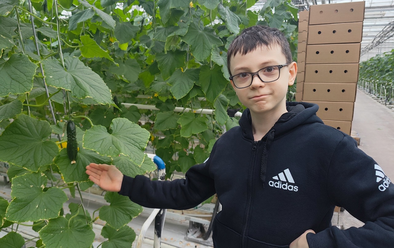 Экскурсия в мир тепличного хозяйства: огурцы, шмели и профессии будущего!